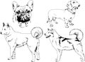 Vector drawings sketches pedigree dogs and cats drawn in ink by hand